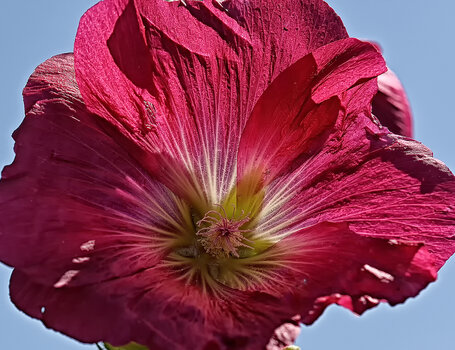 DSC_0768.f.jpg