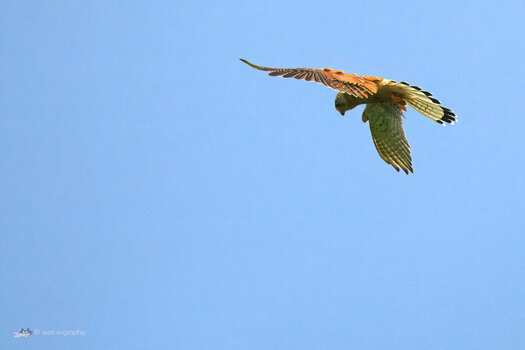 U01_1771-denoiseraw-sharpen-1200x800.jpeg