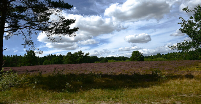 DSC_1543-20240811.jpg