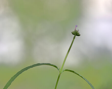 DSC_0903.f.jpg
