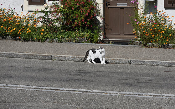 DSC_0881.f.jpg
