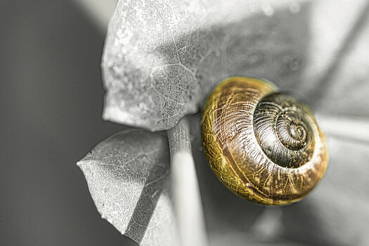 Schnecke-02.jpg