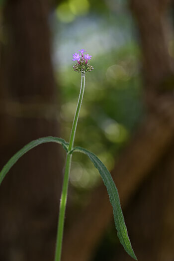 DSC_1066.ff.jpg