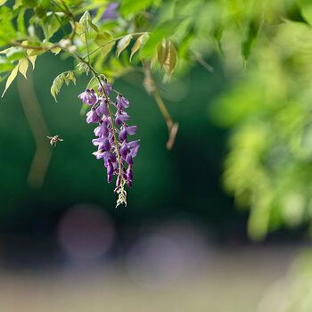 Blüten.jpg