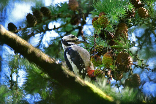 DSC_0864.jpg