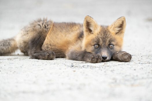 k_a067z_natsumi_handa_animal1_20240724.jpg