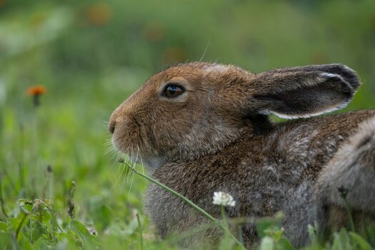 k_a067z_natsumi_handa_animal3_20240724.jpg