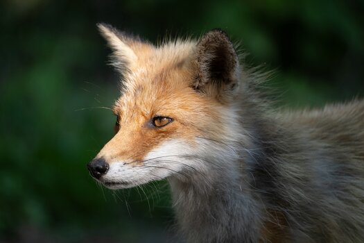 k_a067z_natsumi_handa_animal5_20240724.jpg
