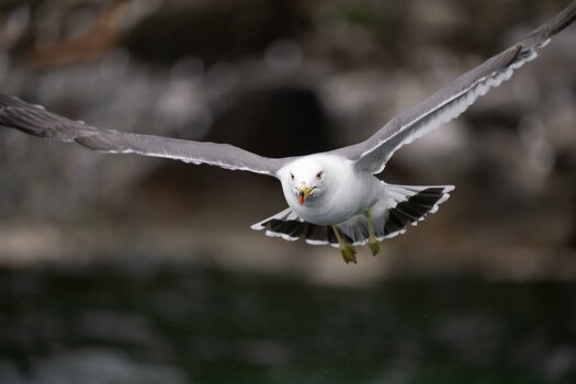 k_a067z_natsumi_handa_bird8_20240724.jpg