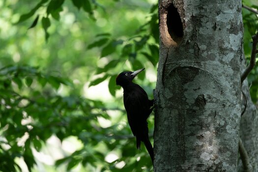 k_a067z_natsumi_handa_bird9_20240724.jpg
