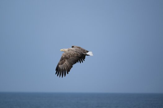 k_a067z_natsumi_handa_bird10_20240724.jpg