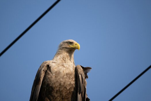 k_a067z_natsumi_handa_bird11_20240724.jpg