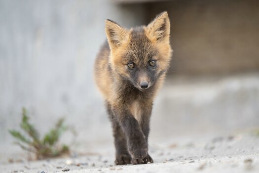 k_a067z_natsumi_handa_small_animal9_20240724.jpg