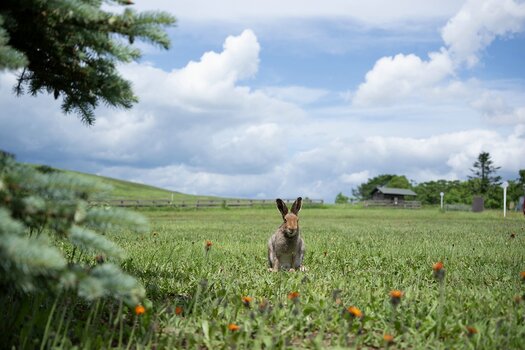 k_a067z_natsumi_handa_small_animal10_20240724.jpg