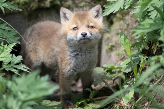 k_a067z_natsumi_handa_small_animal12_20240724.jpg