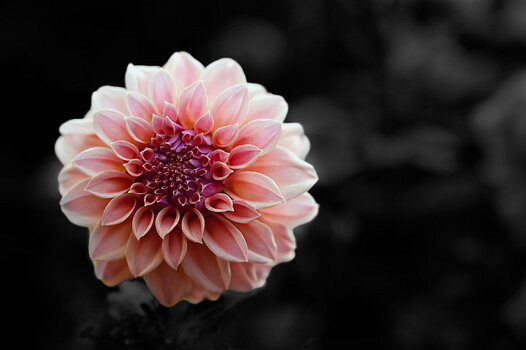 Blume-01.jpg