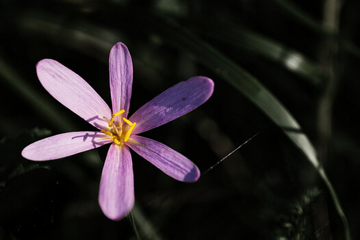 Blume-02.jpg