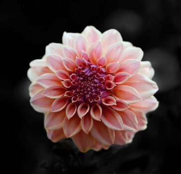 Blume-01-02.jpg