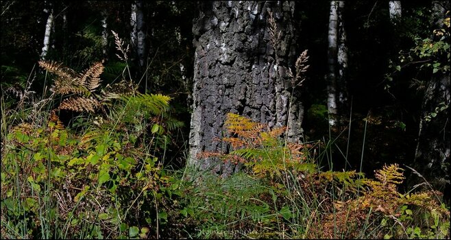 comp_Birke im Herbst.jpg