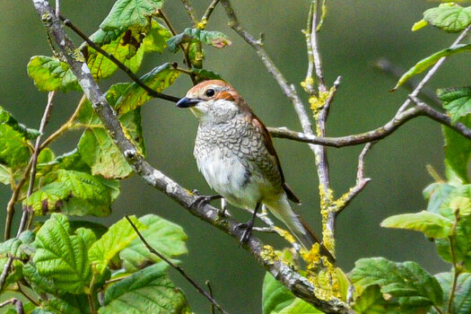 IMG_3856.jpeg