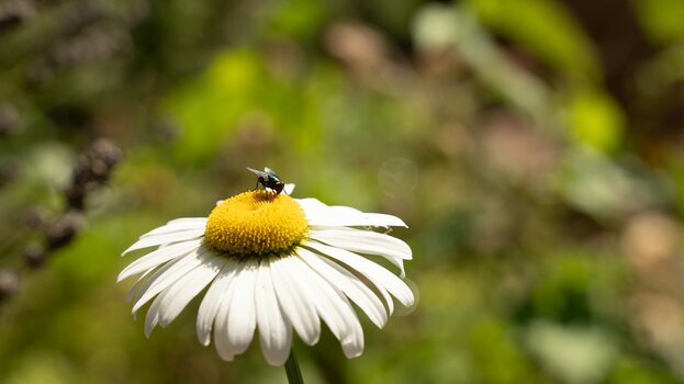 k_032_SIGMA_28-105mm_F2.8_DG_DN_Art_Referenz.jpg