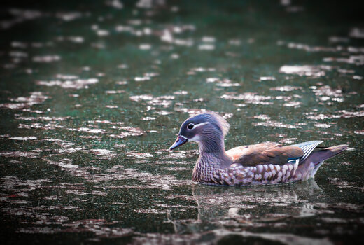 Ente.jpg