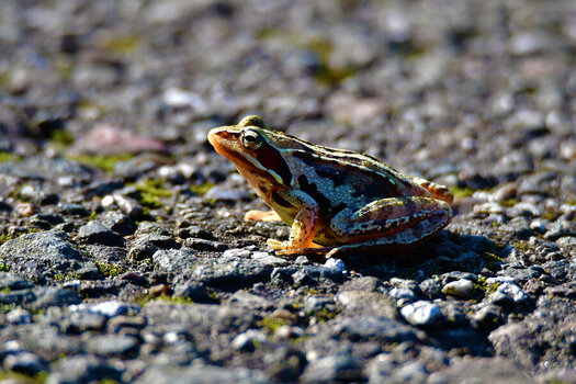 DSC_2178.jpg