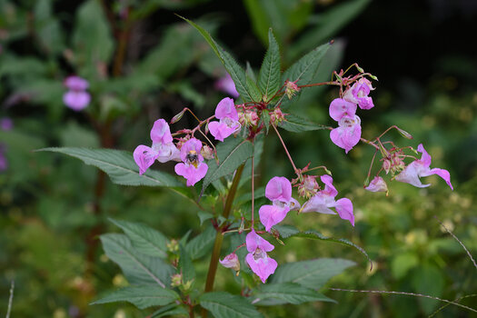 DSC_1130.f.jpg