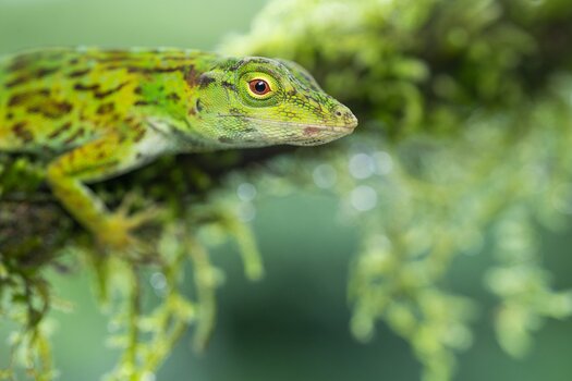 k_f072e_alyce_bender_creatures03_20240827.jpg
