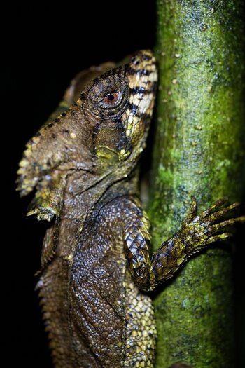 k_f072e_alyce_bender_small_creatures01_20240827.jpg