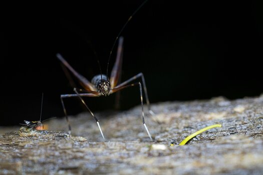 k_f072e_alyce_bender_small_creatures03_20240827.jpg