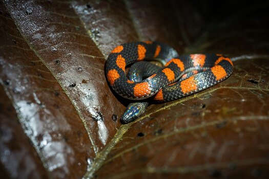 k_f072e_alyce_bender_small_creatures04_20240827.jpg