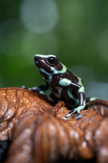 k_f072e_alyce_bender_small_creatures10_20240827.jpg