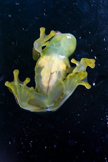 k_f072e_alyce_bender_small_creatures12_20240827.jpg