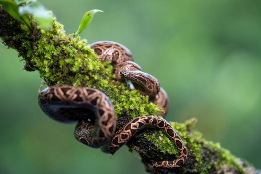 k_f072e_alyce_bender_small_creatures13_20240827.jpg