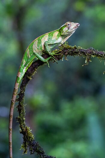 k_f072e_alyce_bender_small_creatures14_20240827.jpg