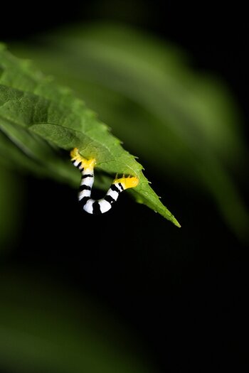k_f072e_alyce_bender_small_creatures17_20240827.jpg