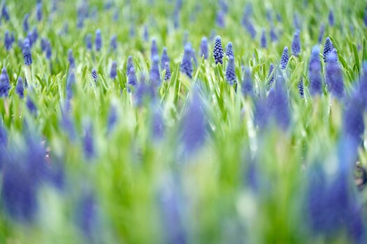 k_f072_takashi_namiki_flower1_20240820.jpg