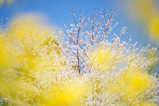k_f072_takashi_namiki_flower2_20240820.jpg