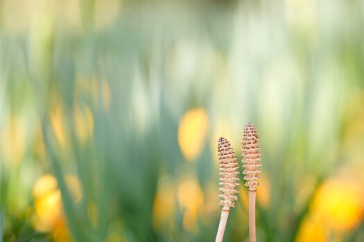k_f072_takashi_namiki_flower3_20240820.jpg