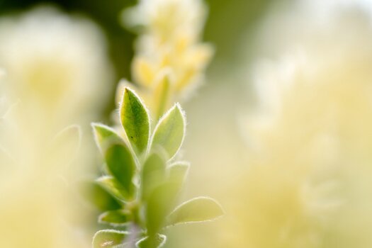k_f072_takashi_namiki_flower4_20240820.jpg
