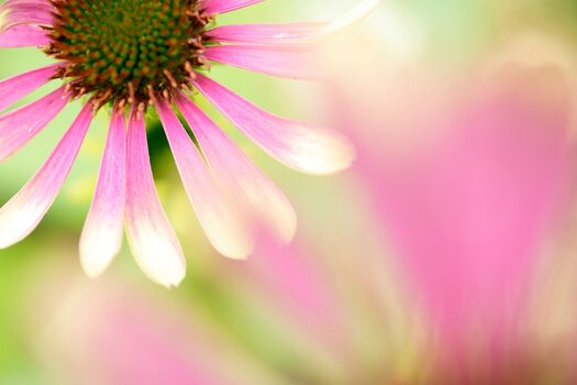 k_f072_takashi_namiki_flower6_20240820.jpg