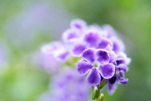 k_f072_takashi_namiki_flower8_20240820.jpg
