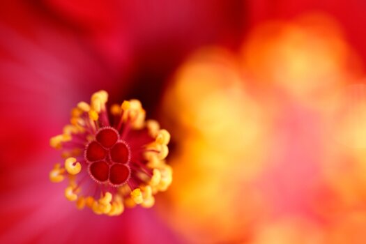 k_f072_takashi_namiki_flower10_20240820.jpg