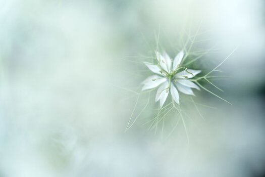 k_f072_takashi_namiki_flower11_20240820.jpg