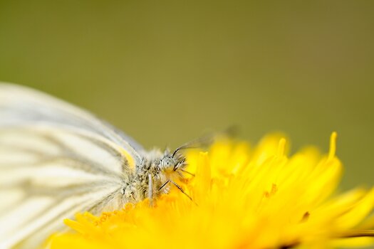 k_f072_takashi_namiki_insect1_20240820.jpg