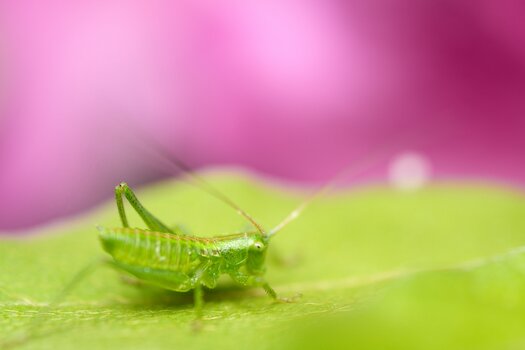k_f072_takashi_namiki_insect2_20240820.jpg