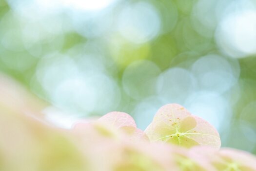 k_f072_takashi_namiki_small_flower1_20240820.jpg
