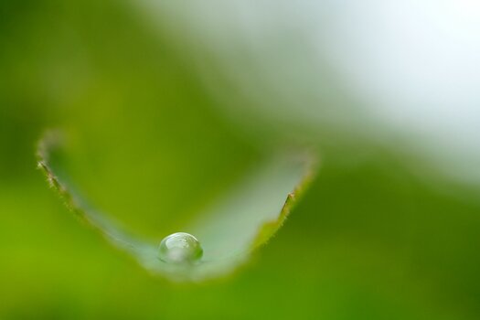 k_f072_takashi_namiki_small_flower3_20240820.jpg