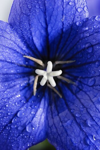 k_f072_long_nong_huang_small_macro1_20240917.jpg